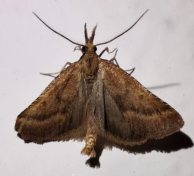Synaphe punctalis - hosszúlábú fényilonca
