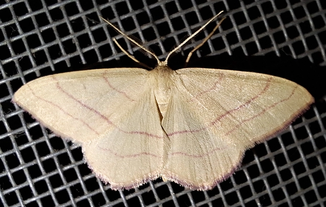 Rhodostrophia vibicaria - pirosszélű araszoló