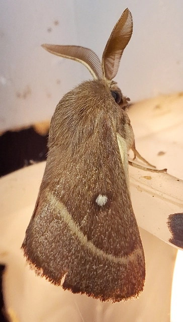 Lasiocampa trifolii - lóhereszövő