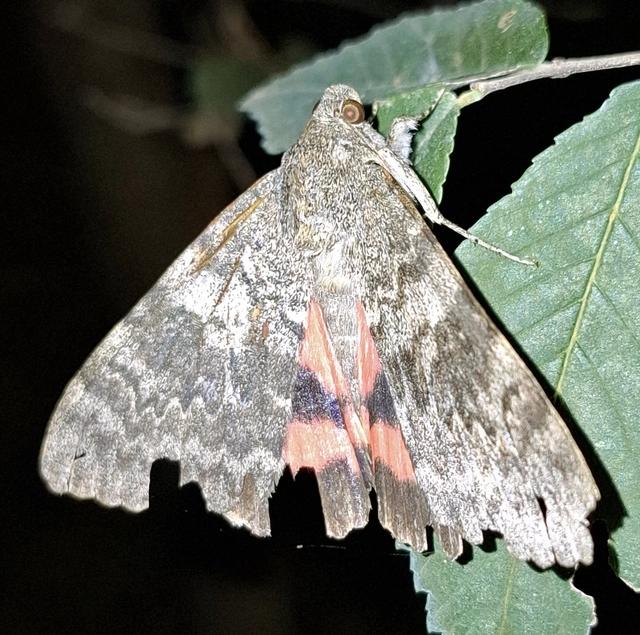 Catocala elocata - közönséges övesbagoly