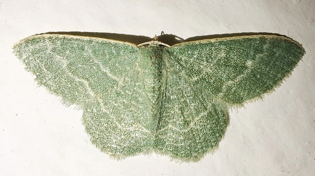 Phaiogramma etruscaria - fehérpettyes zöldaraszoló