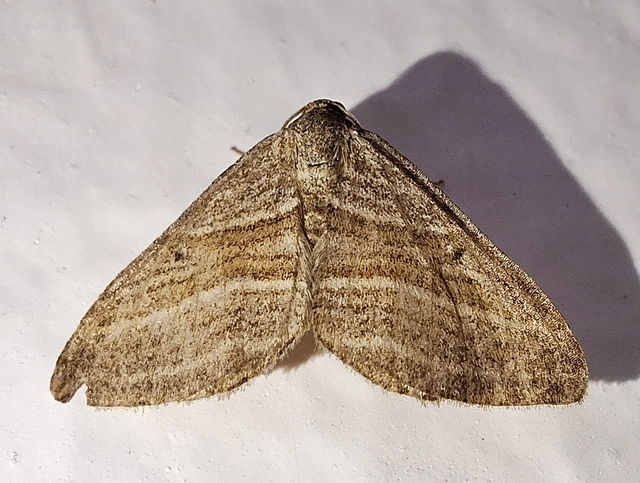 Phibalapteryx virgata - szürke galajaraszoló