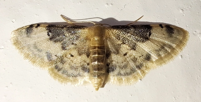 Idaea filicata - sötéttövű apróaraszoló