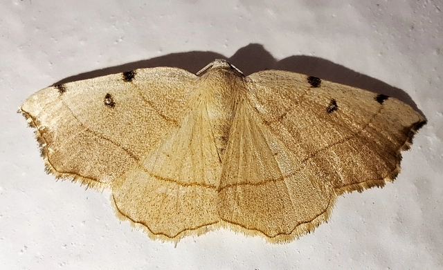 Eilicrinia trinotata - háromjegyű araszoló