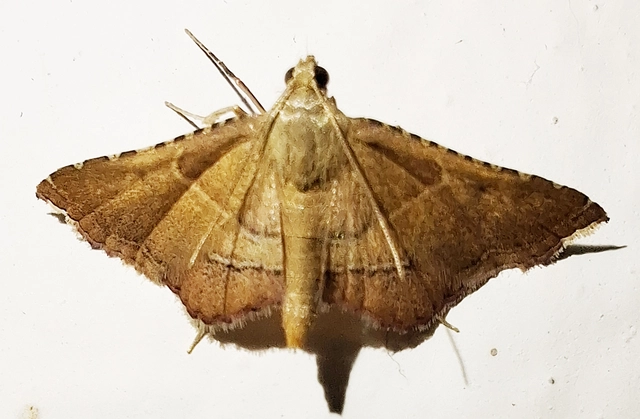 Endotricha flammealis - tüzesszárnyú fényilonca