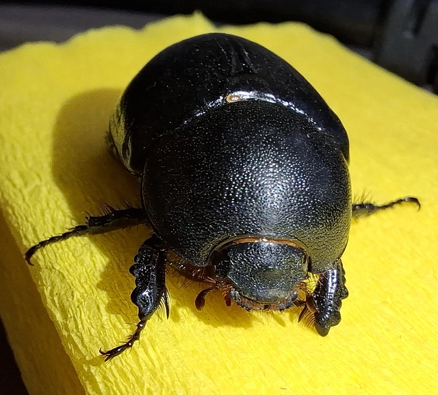 Pentodon idiota - butabogár