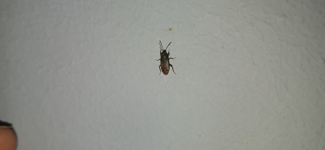 Megalonotus