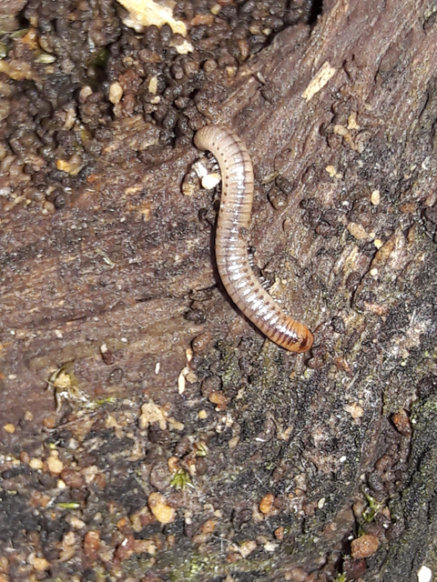 Diplopoda - Ikerszelvényesek