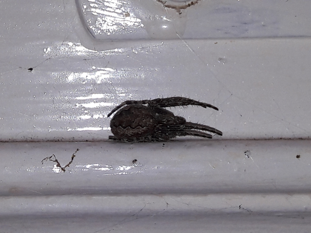 Araneidae - keresztespókok