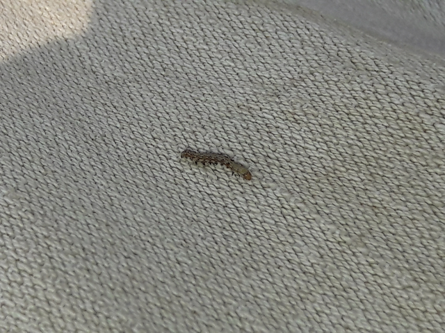 Helicoverpa armigera - kukorica-veteménybagoly