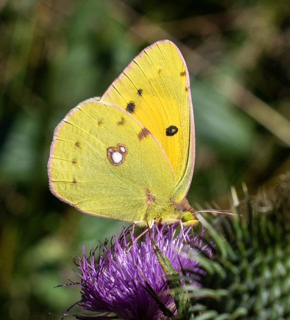 Colias croceus - sáfránylepke