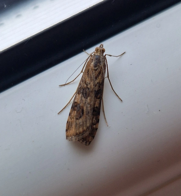 Nomophila noctuella - közönséges vándormoly