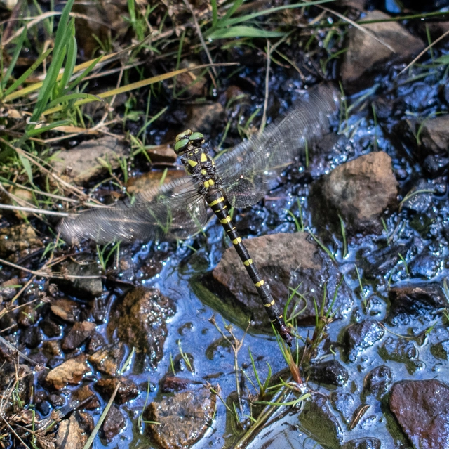 Thecagaster bidentata - sötét hegyiszitakötő