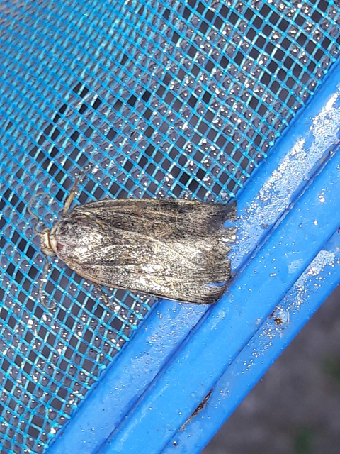 Noctua janthe/janthina