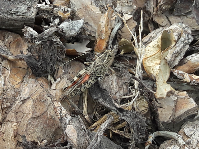 Calliptamus italicus - olaszsáska