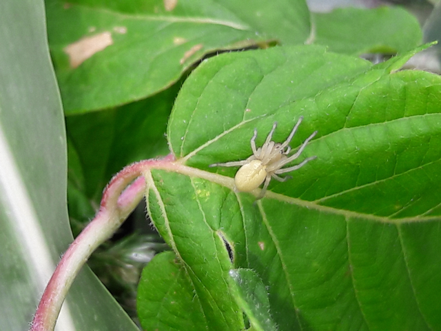 Cheiracanthium