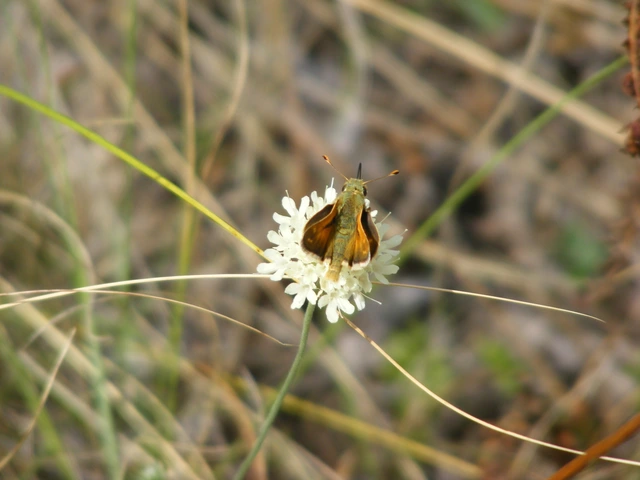 Hesperia comma - vesszős busalepke