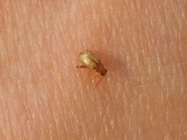 Longitarsus