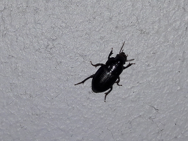 Harpalus
