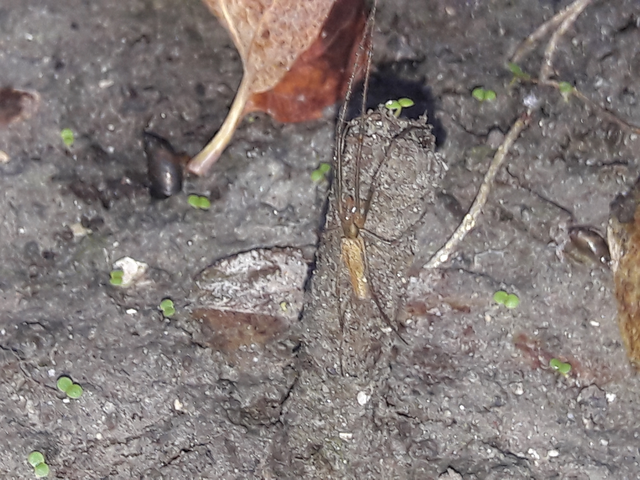 Tetragnatha