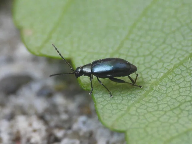 Phyllotreta nigripes - feketecsápú káposzta-földibolha