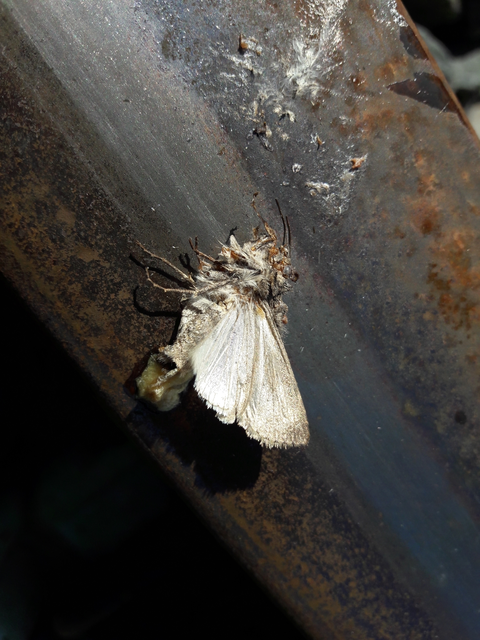 Agrotis segetum - vetési földibagoly