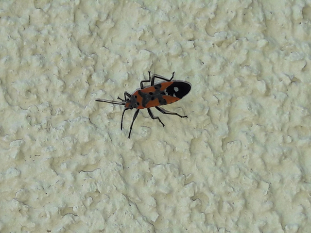 Lygaeus equestris/simulans