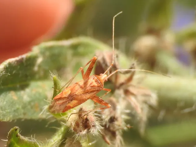 Phytocoris