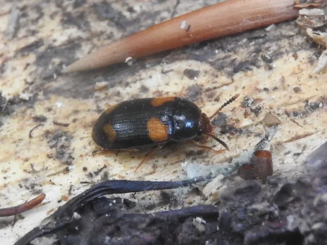 Mycetophagus quadripustulatus - négyfoltos gombabogár