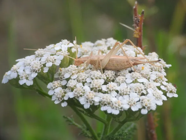 Oecanthus pellucens - pirregőtücsök