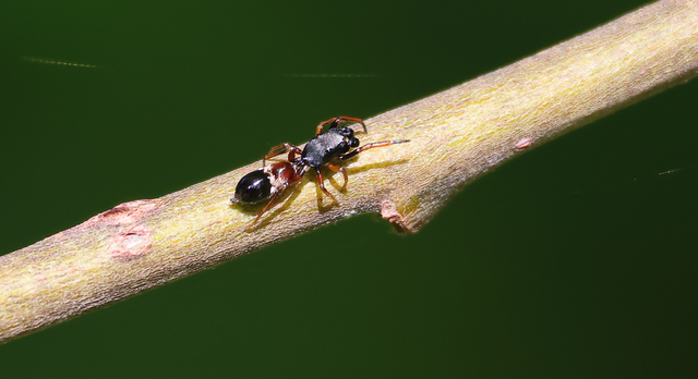 Leptorchestes berolinensis - fekete hangyautánzópók