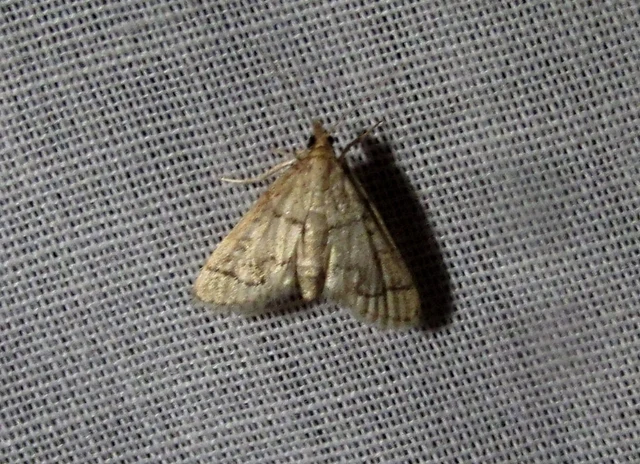 Metasia ophialis - kígyósávos tűzmoly
