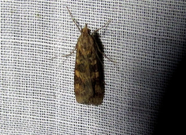 Nomophila noctuella - közönséges vándormoly