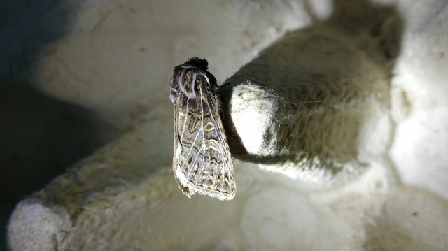 Tholera decimalis - közönséges fésűsbagoly
