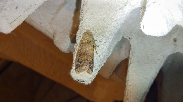 Anchoscelis nitida - rozsdabarna őszibagoly