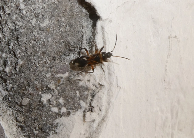 Raglius alboacuminatus - tarka díszesbodobács