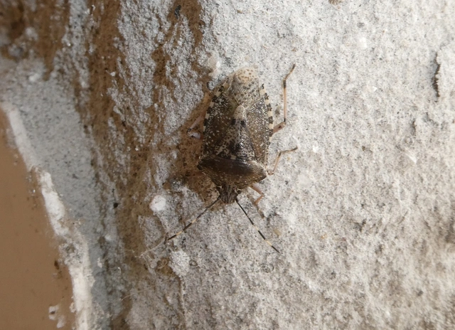 Rhaphigaster nebulosa - bencepoloska