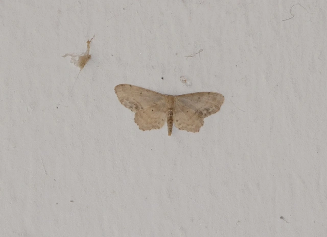 Idaea dimidiata - gyakori apróaraszoló