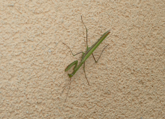 Mantis religiosa - imádkozósáska