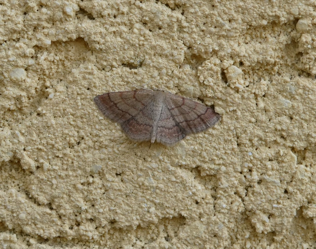 Scopula rubiginata - réti pirosaraszoló