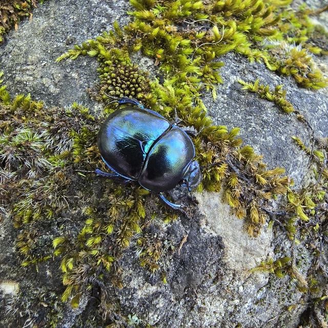 Trypocopris vernalis - tavaszi álganéjtúró