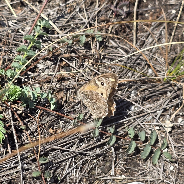 Hipparchia semele - barna szemeslepke