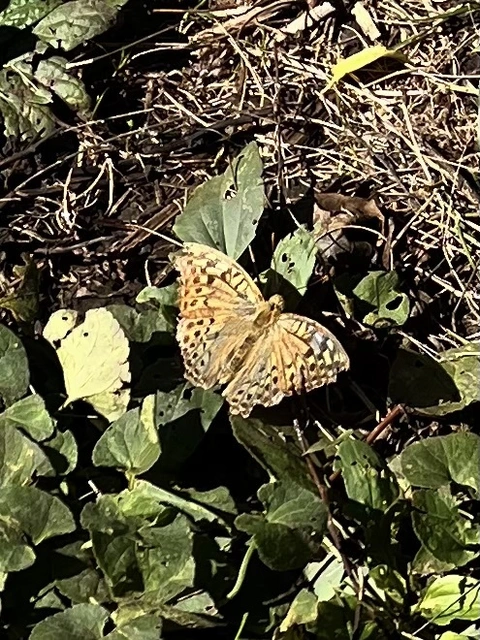 Argynnis pandora - zöldes gyöngyházlepke