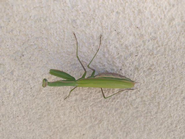 Mantis religiosa - imádkozósáska