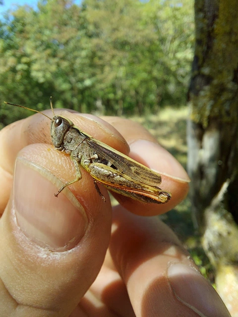 Chorthippus