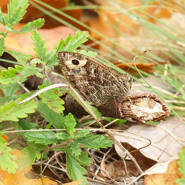 Hipparchia semele - barna szemeslepke