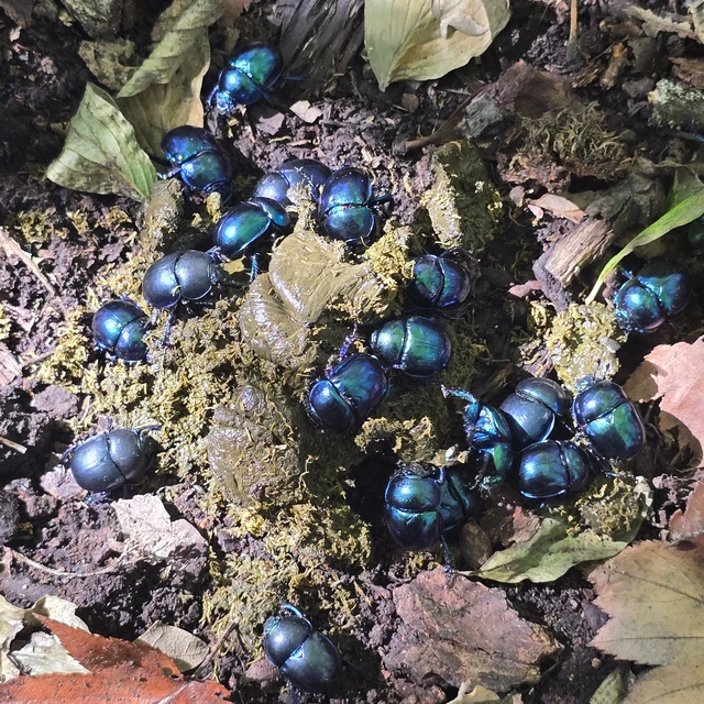 Trypocopris vernalis - tavaszi álganéjtúró