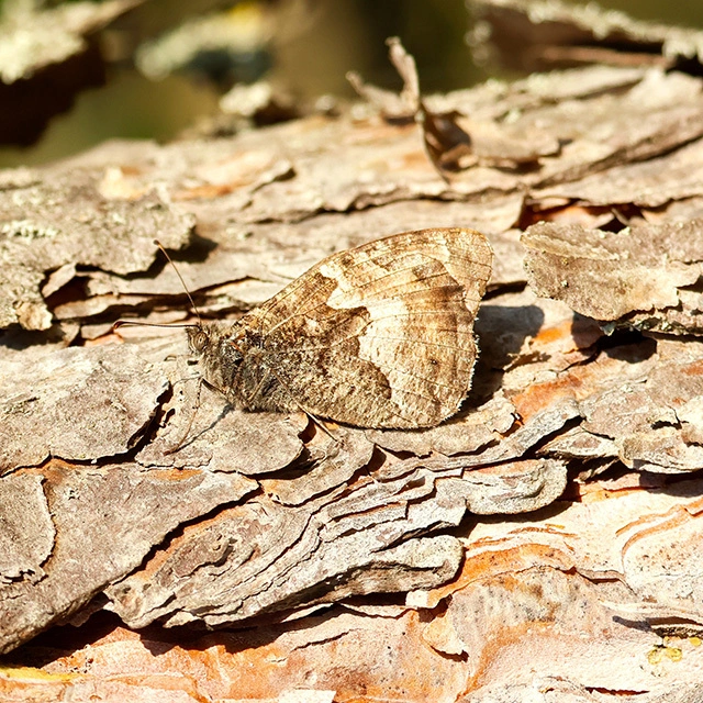 Hipparchia semele - barna szemeslepke
