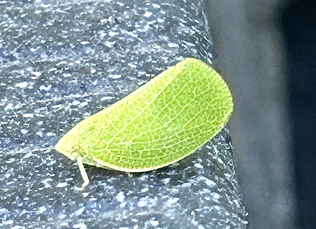 Acanalonia conica - élénkzöld lepkekabóca