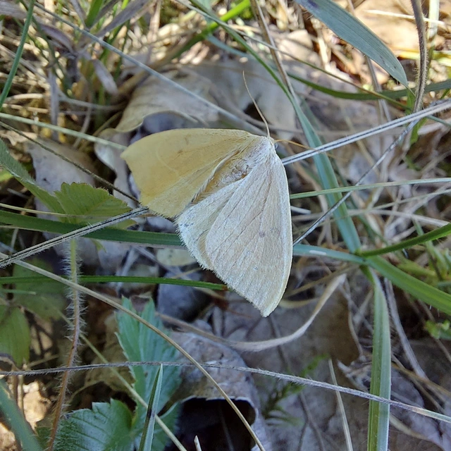 Watsonalla binaria - tölgyfa-sarlósszövő